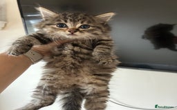 Mixed Breed cats for sale: Fluffy kittens  - Image 7