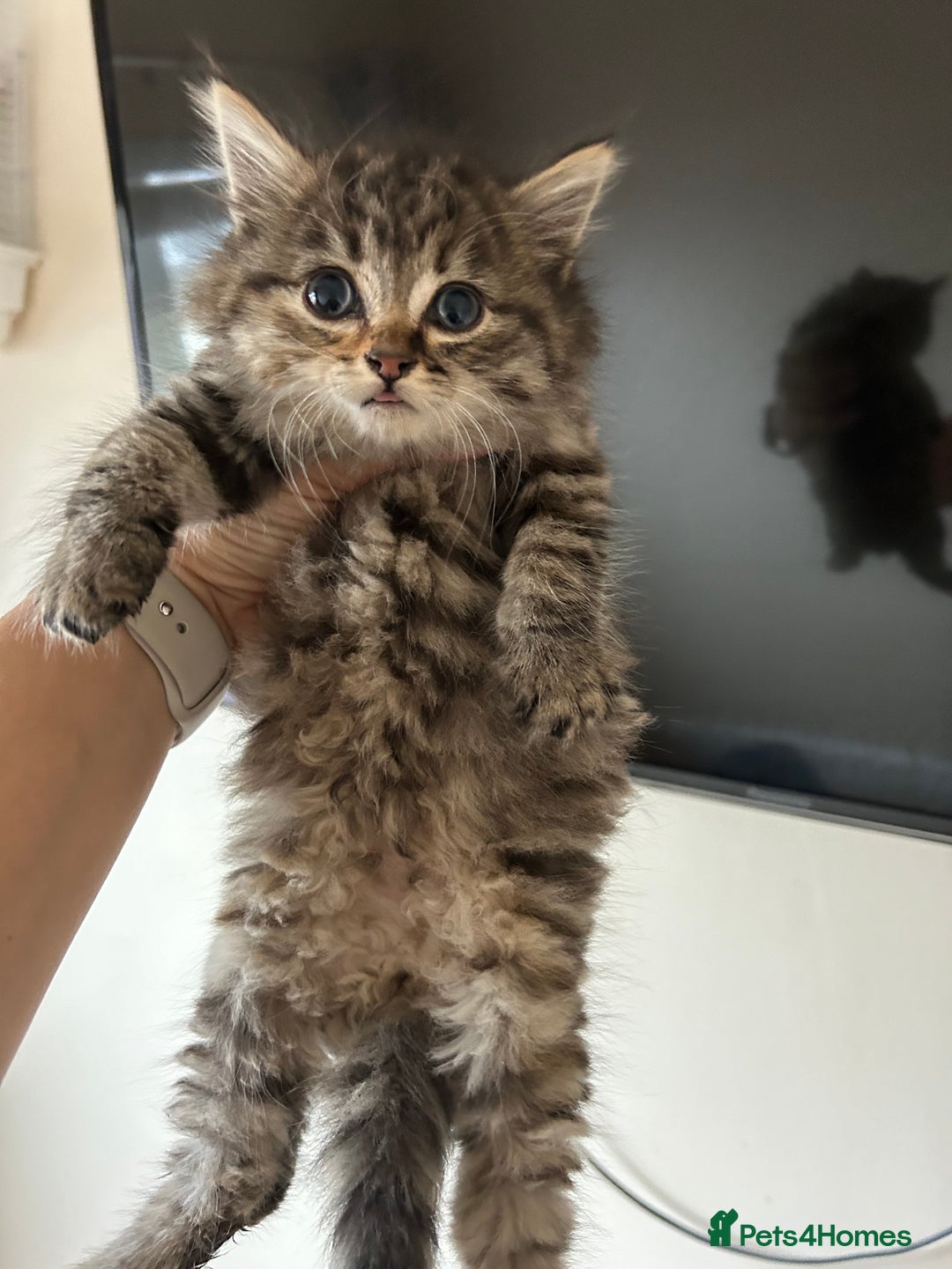 Mixed Breed cats for sale: Fluffy kittens  - Image 7