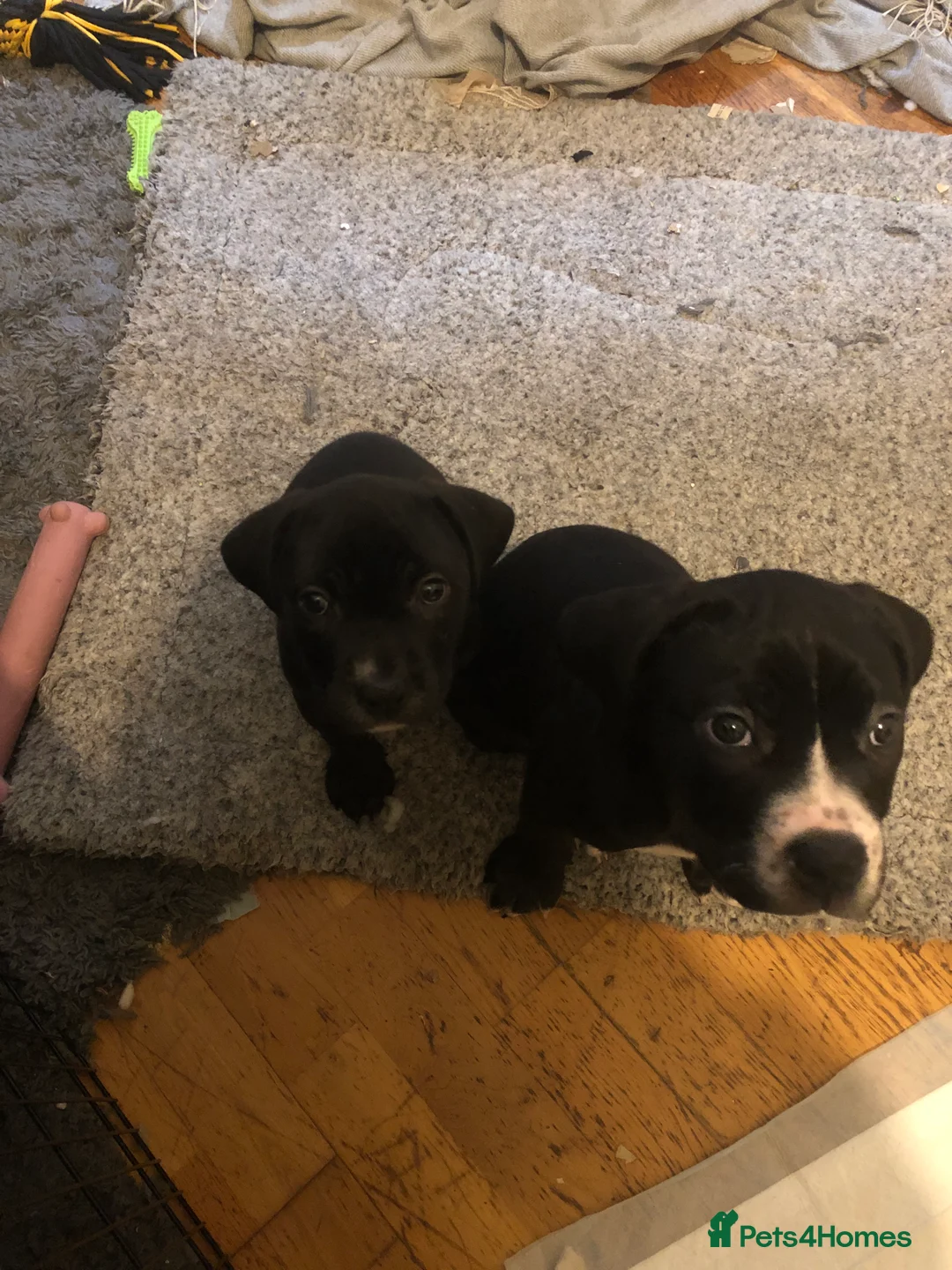 Mixed Breed dogs for sale: 2 mixed breed bulldog cane corso puppies  in London - Advert 2