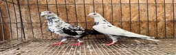 Pigeons birds for sale: TIGER GRIZZLED RACING PIGEONS FOR SALE - Advert 4
