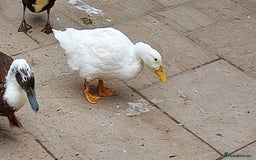 Ducks poultry for sale: 2 Cherry Valley and 2 Indian Runner Ducks - Image 8