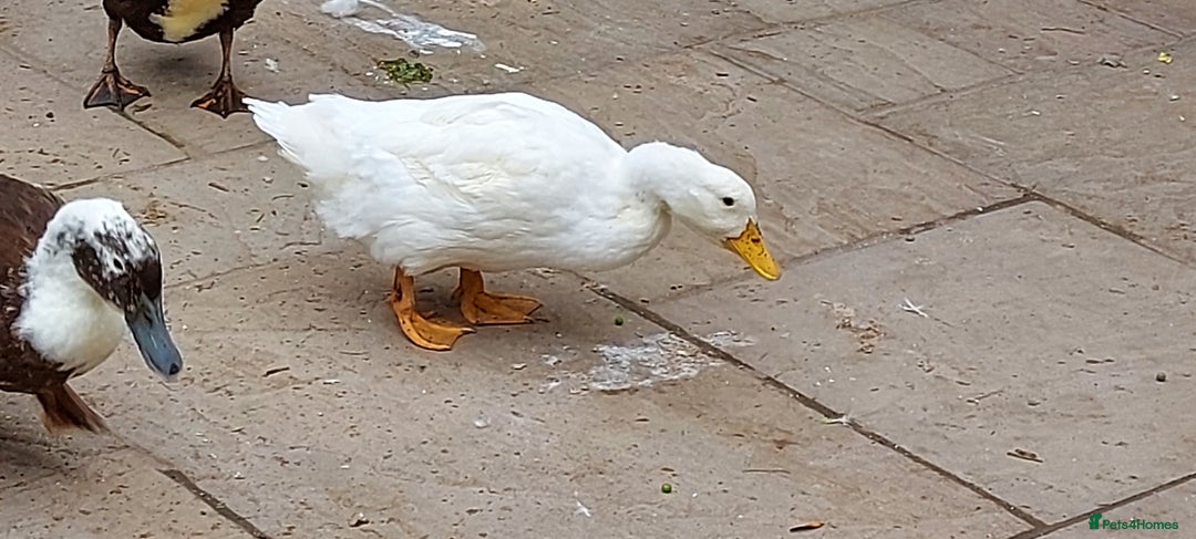 Ducks poultry for sale: 2 Cherry Valley and 2 Indian Runner Ducks - Image 8
