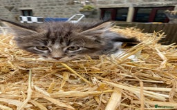Maine Coon cats for sale: Maine coon kittens - Image 9