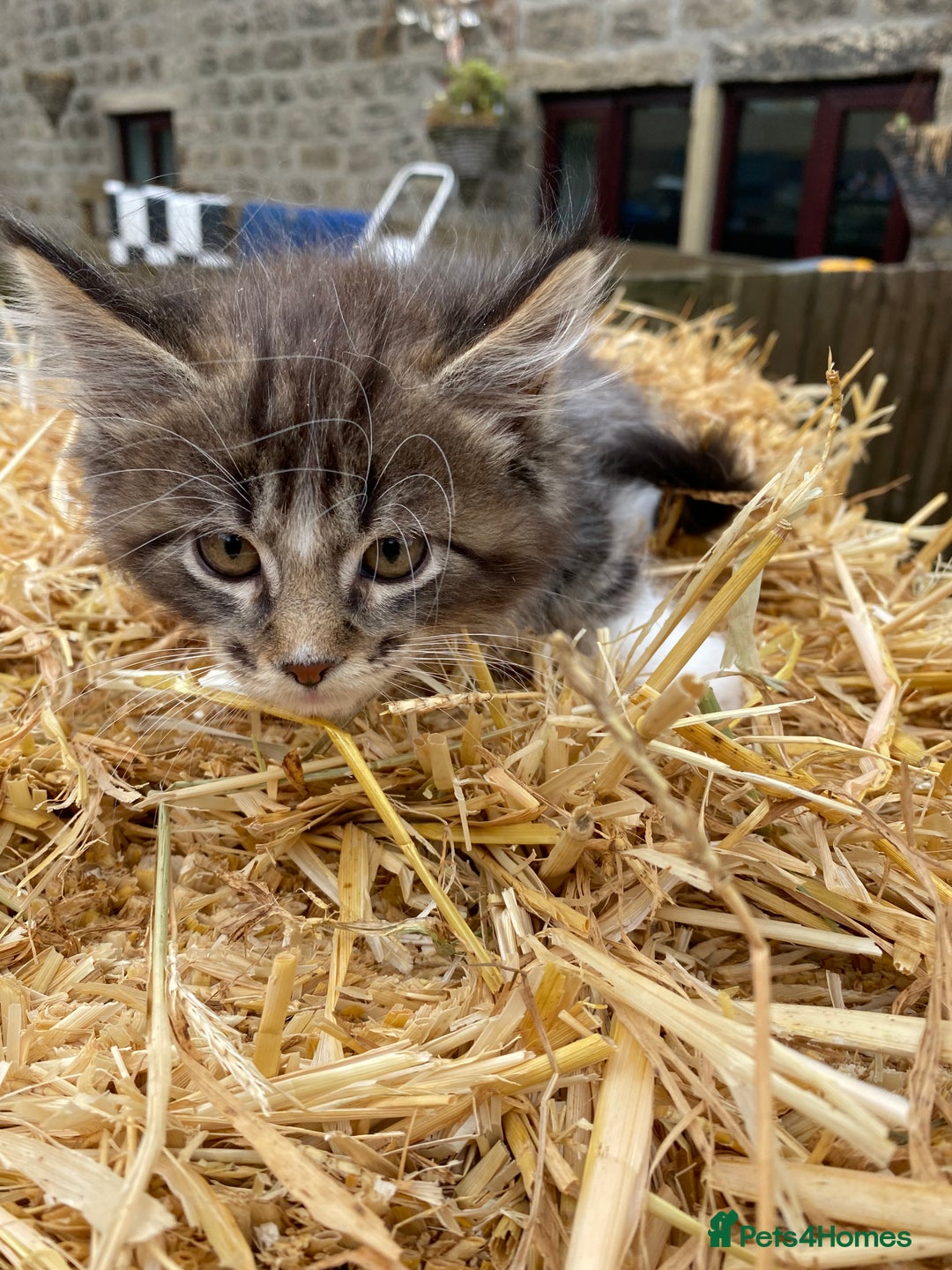 Maine Coon cats for sale: Maine coon kittens - Image 9