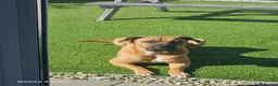 Mixed Breed dogs for sale: Cross breed Dogue de Bordeux for sale - Advert 2
