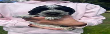 Cocker Spaniel 5