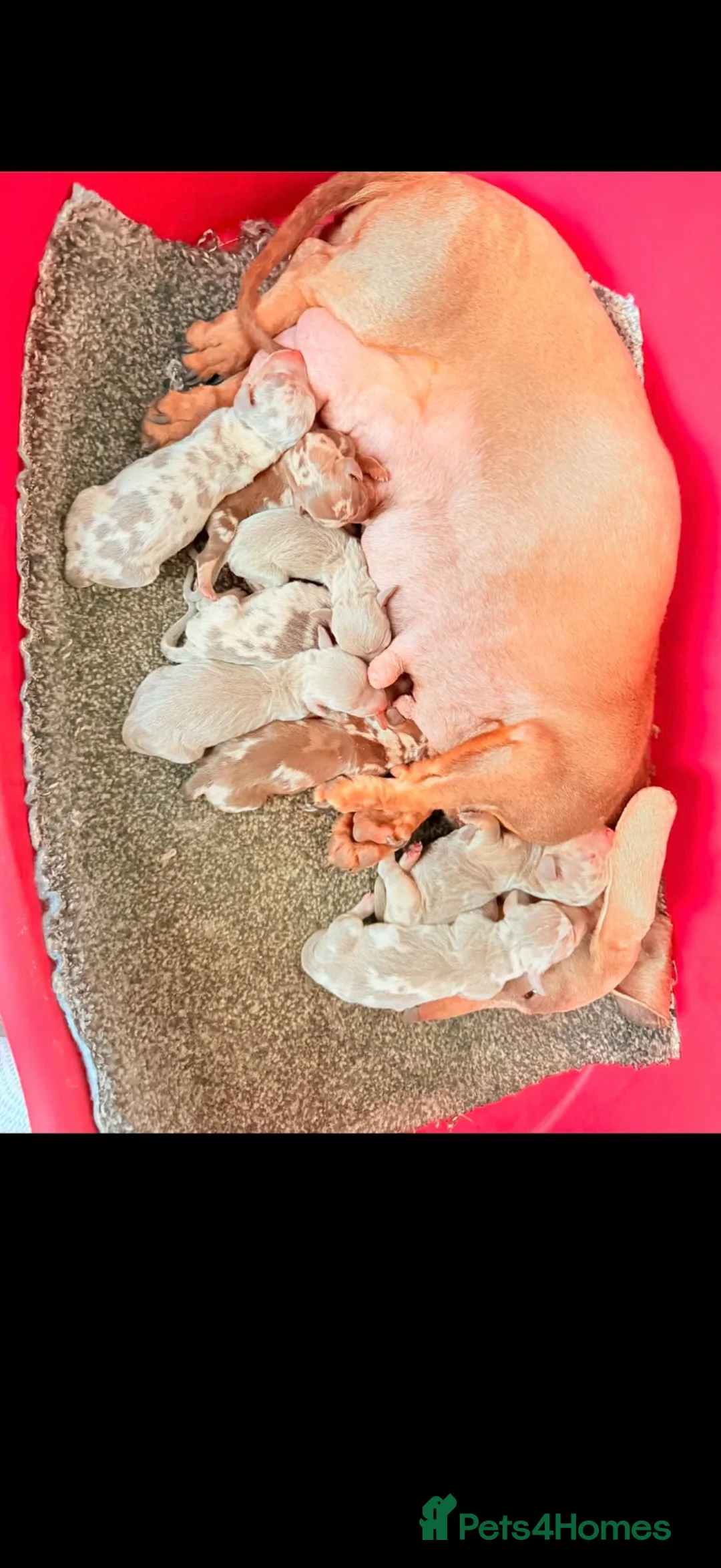 Miniature Dachshund dogs for sale: Miniature Dachshund - Advert 29