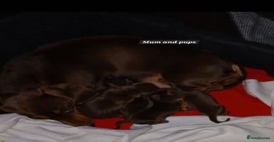 Miniature Dachshund dogs READY NOW PRA Clear KC Registered pups - Advert 9