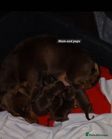 Miniature Dachshund dogs READY NOW PRA Clear KC Registered pups - Advert 9
