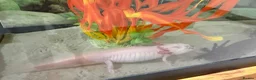 Axolotl reptiles for sale: TWO FEMALE AXOLOTL’S COMPLETE WITH TANK SET UP - Advert 3