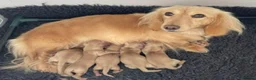 Miniature Dachshund dogs for stud: ⭐️⭐️👑👑 KING OF CREAMS 👑👑⭐️⭐️ - Advert 5