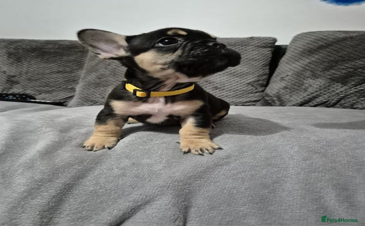 French Bulldog dogs - Advert 2