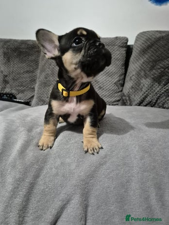 French Bulldog dogs - Advert 1