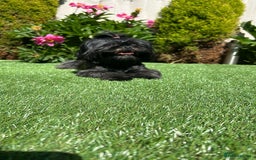 Shih Tzu dogs for sale: SHIT TZU grey puppy - Image 1