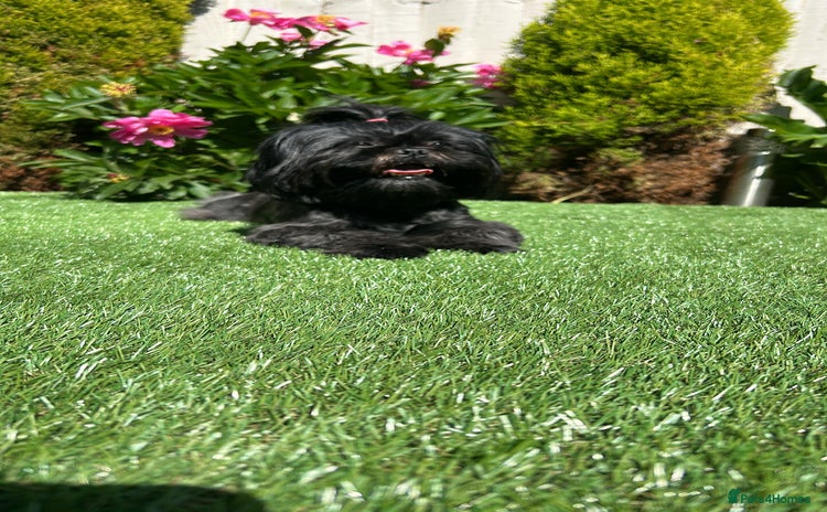 Shih Tzu dogs - Advert 13