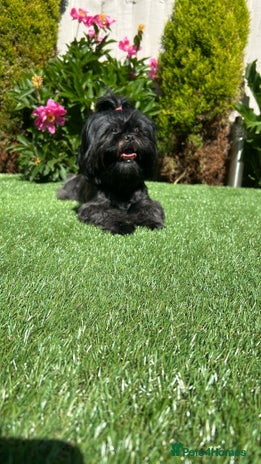 Shih Tzu dogs - Advert 1