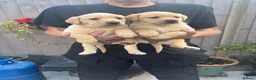 Labrador Retriever dogs for sale: Beautiful healthy Labrador puppies  in Leicester - Advert 13