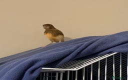 Canaries birds for sale: Budgies canaries zebra finches  - Image 5