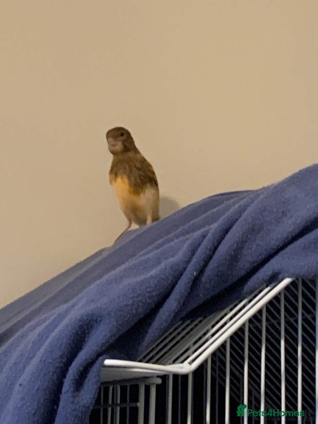 Canaries birds for sale: Budgies canaries zebra finches  - Image 5