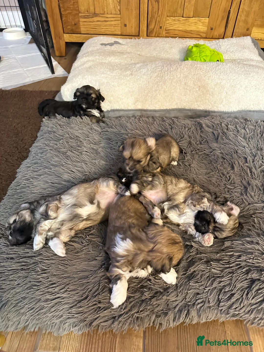 Lhasa Apso dogs for sale: Lhasa Apso pups for sale  - Advert 7