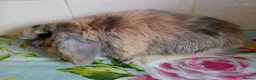 Mini Lop rabbits for sale: Pedigree Mini Lops in Tamworth - Advert 15