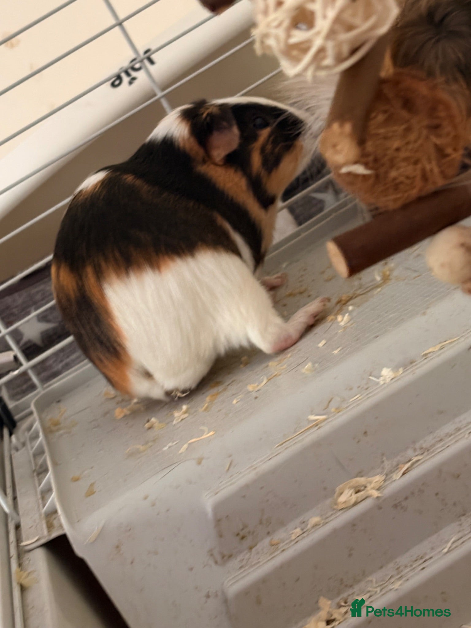 Guinea Pig rodents Lovely Guinea pigs  - Advert 1