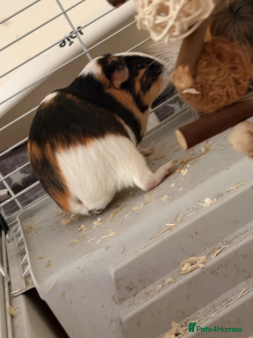 Guinea Pig rodents for sale: Lovely Guinea pigs  in Wallingford - Advert 1