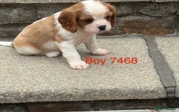 Cavalier King Charles Spaniel dogs for sale: DNA tested parents, Kc reg Cavalier pups - Image 4