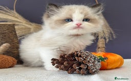 Ragdoll cats for sale: Stunning TICA Ragdolls  - Image 17