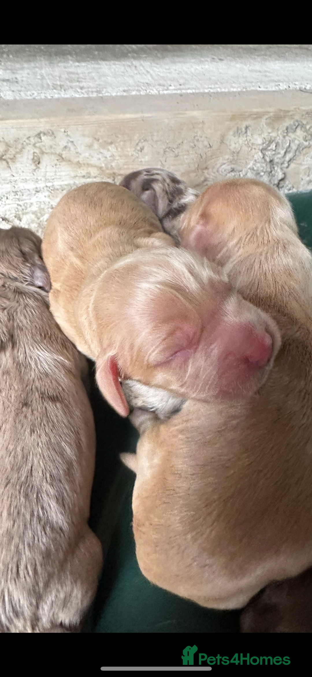Cocker Spaniel dogs for sale: Cocker spaniel puppies - Image 3