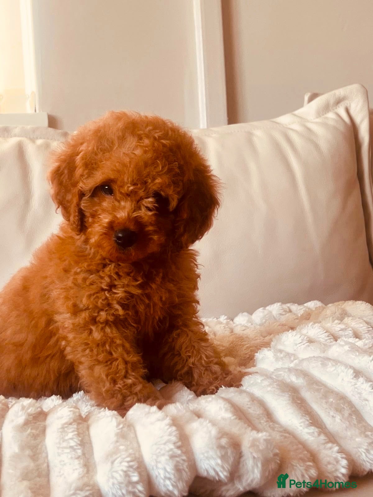 Cavapoo dogs Ready to leave Deep red curly toy Cavapoos 🐾 - Advert 2
