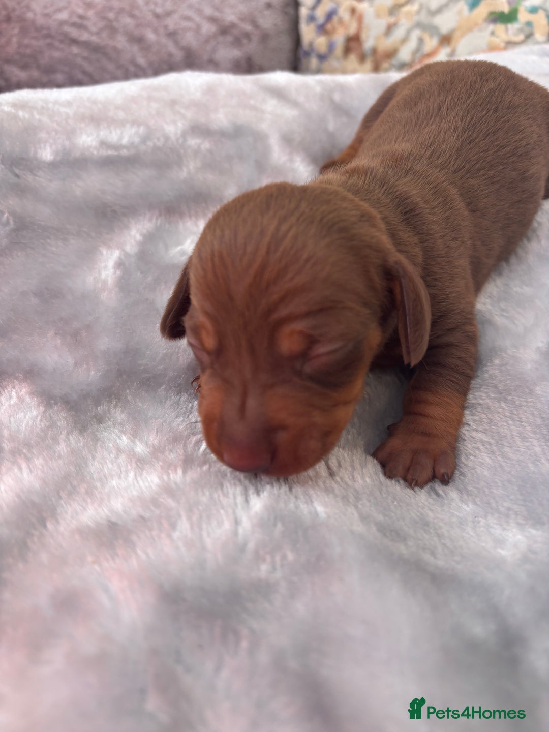 Miniature Dachshund dogs for sale: Miniature dachshund smooth hair pups  - Image 20