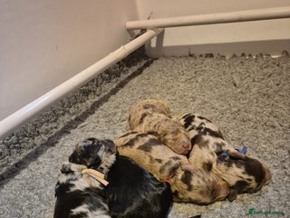 Cavapoo dogs F1b Health tested Phantom chocolate Merle Cavapoo - Advert 5