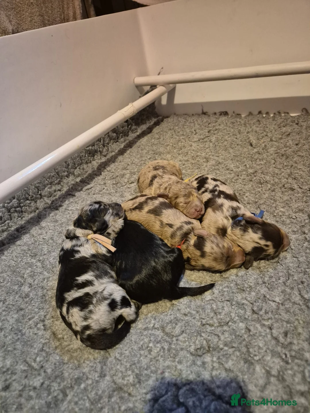 Cavapoo dogs for sale: F1b Health tested Phantom chocolate Merle Cavapoo - Advert 1