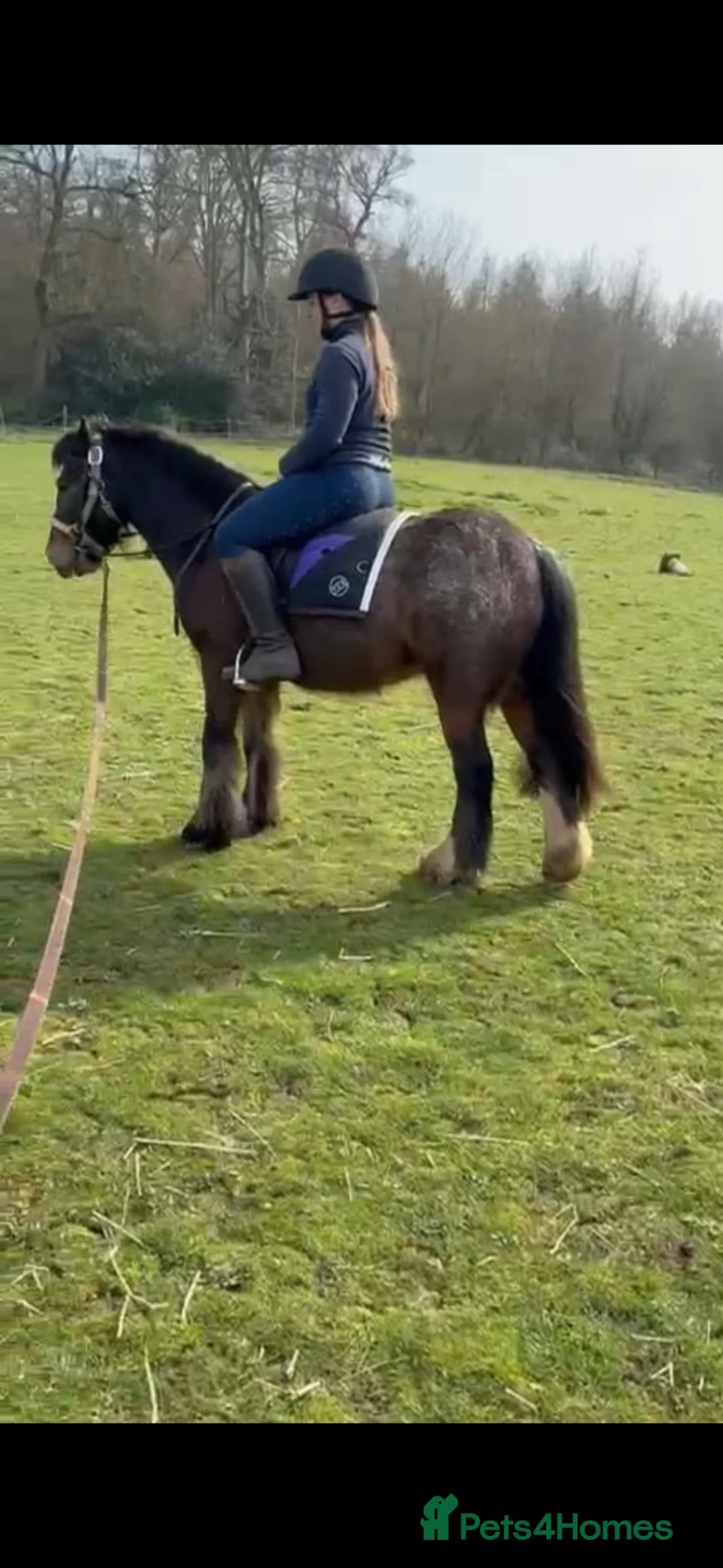 Welsh Section C horses for sale: 13hh 7 Yr Old Gelding in Wallingford - Advert 2