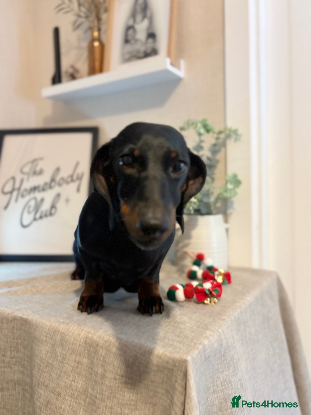 Miniature Dachshund dogs for sale: Miniature Dachshunds dapple. KC reg 4th Jan - Advert 1