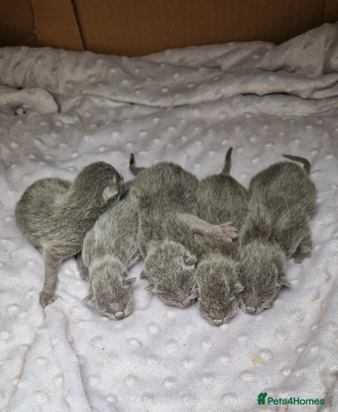 Russian Blue cats for sale: GCCF registered Russian blues  - Advert 9