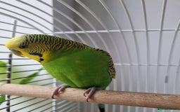 Budgerigars birds for sale: Budgerigar for sale - Image 1