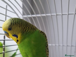 Budgerigars birds - Advert 1