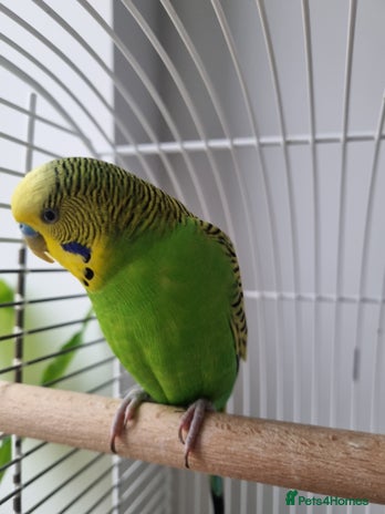 Budgerigars birds - Advert 1