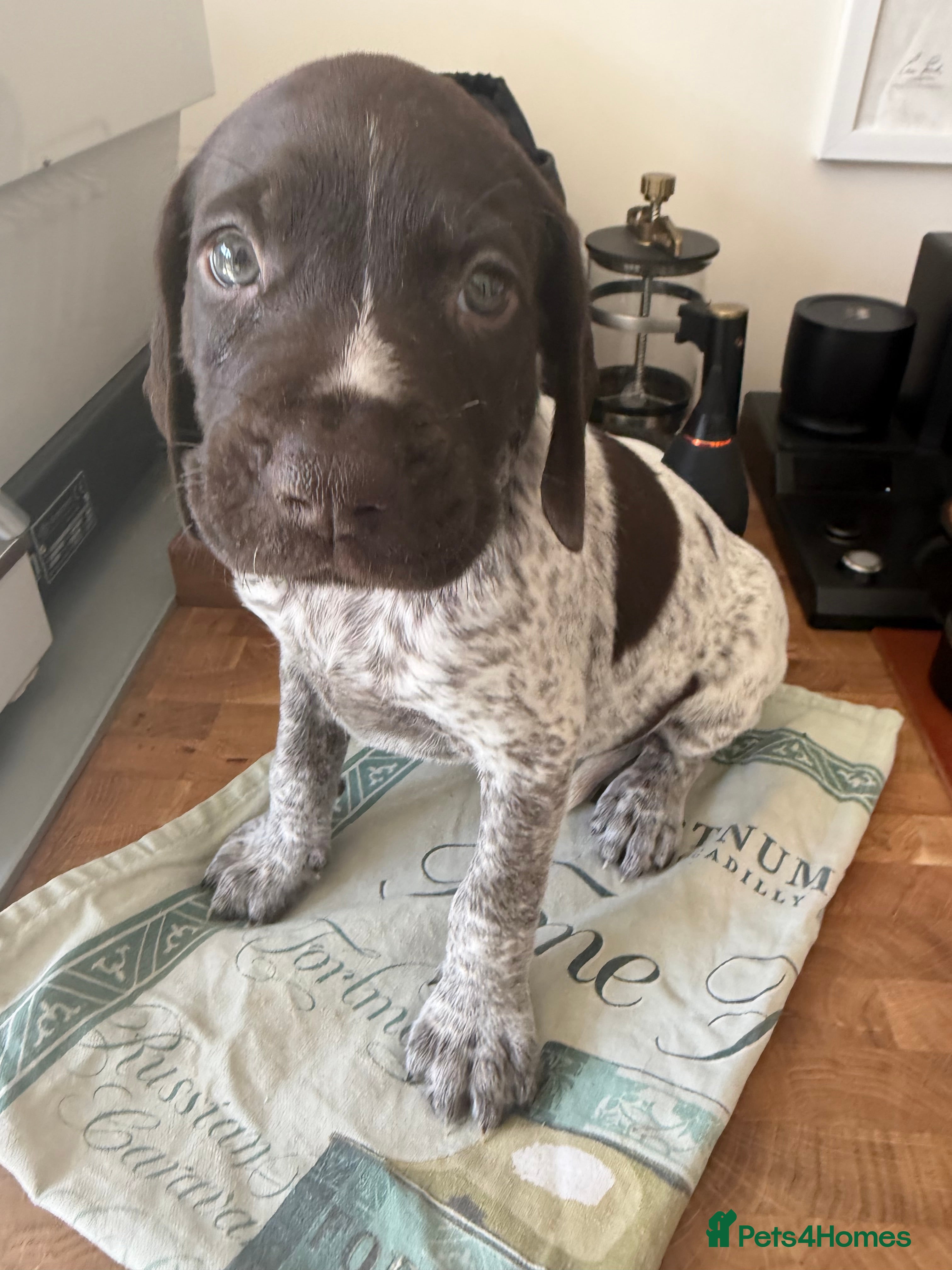 German Shorthaired Pointer dogs Stunning litter of 14 German short-haired pointers - Advert 2