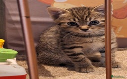 Mixed Breed cats for sale: Kittens  - Image 3