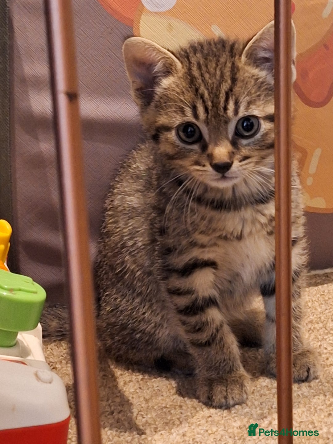 Mixed Breed cats for sale: Kittens  - Image 3