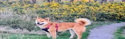 Japanese Shiba Inu dogs for sale: Beautiful Shiba Inu, 4-Year-Old Female  - Advert 6