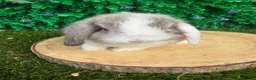 Mini Lop rabbits for sale: 🥰😍Stunning purebred mini lops ready now 🥰😍 - Advert 13