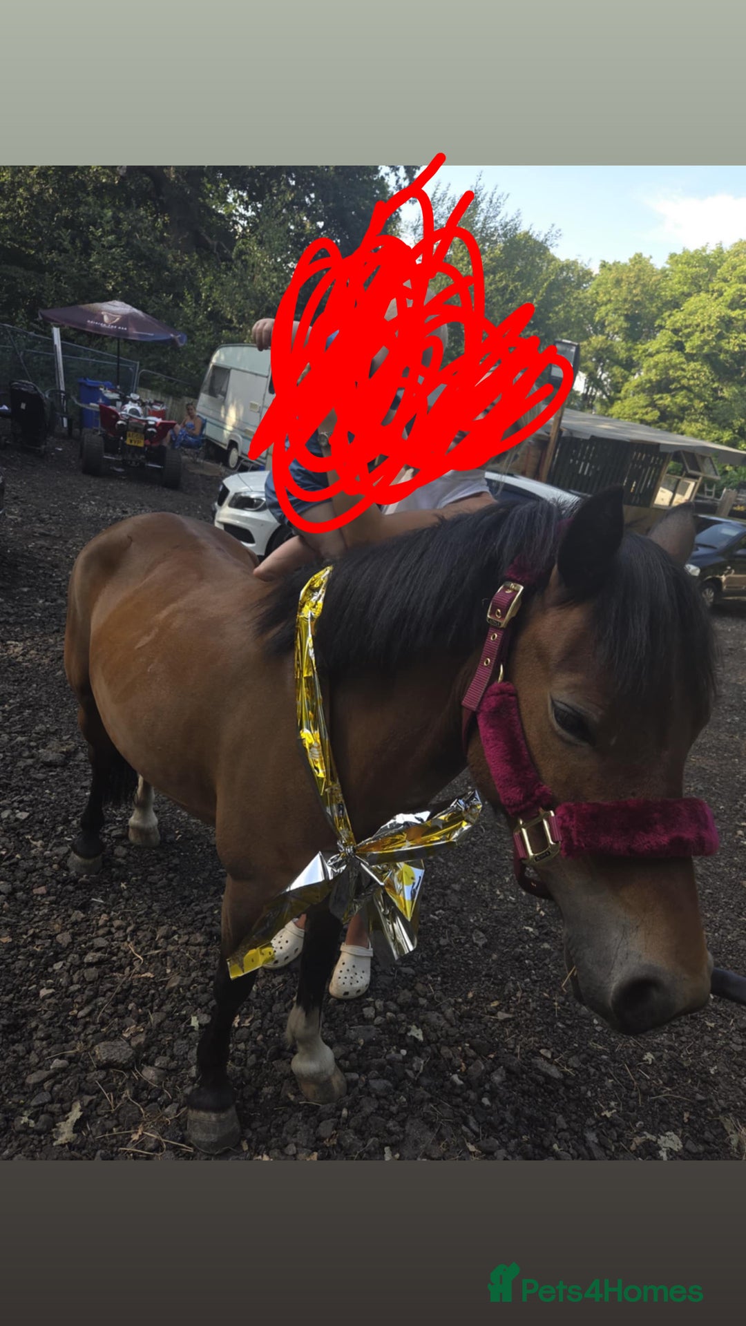 Welsh Section B horses for sale: Magic - Image 4