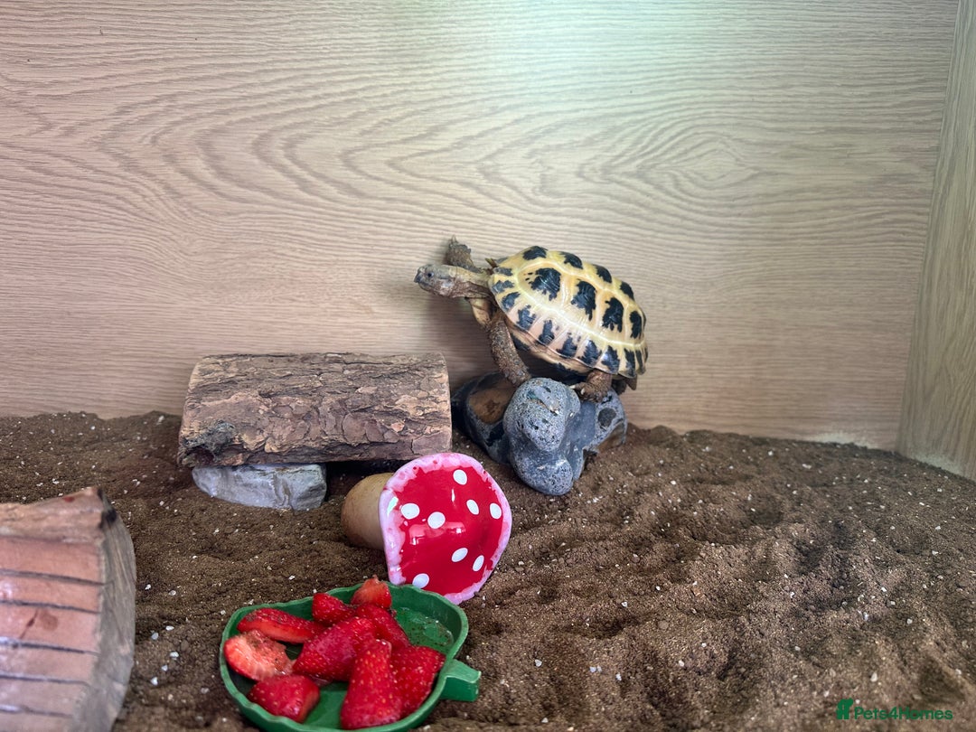 Tortoise reptiles for sale: 2 x Horsefield Tortoises - Image 7