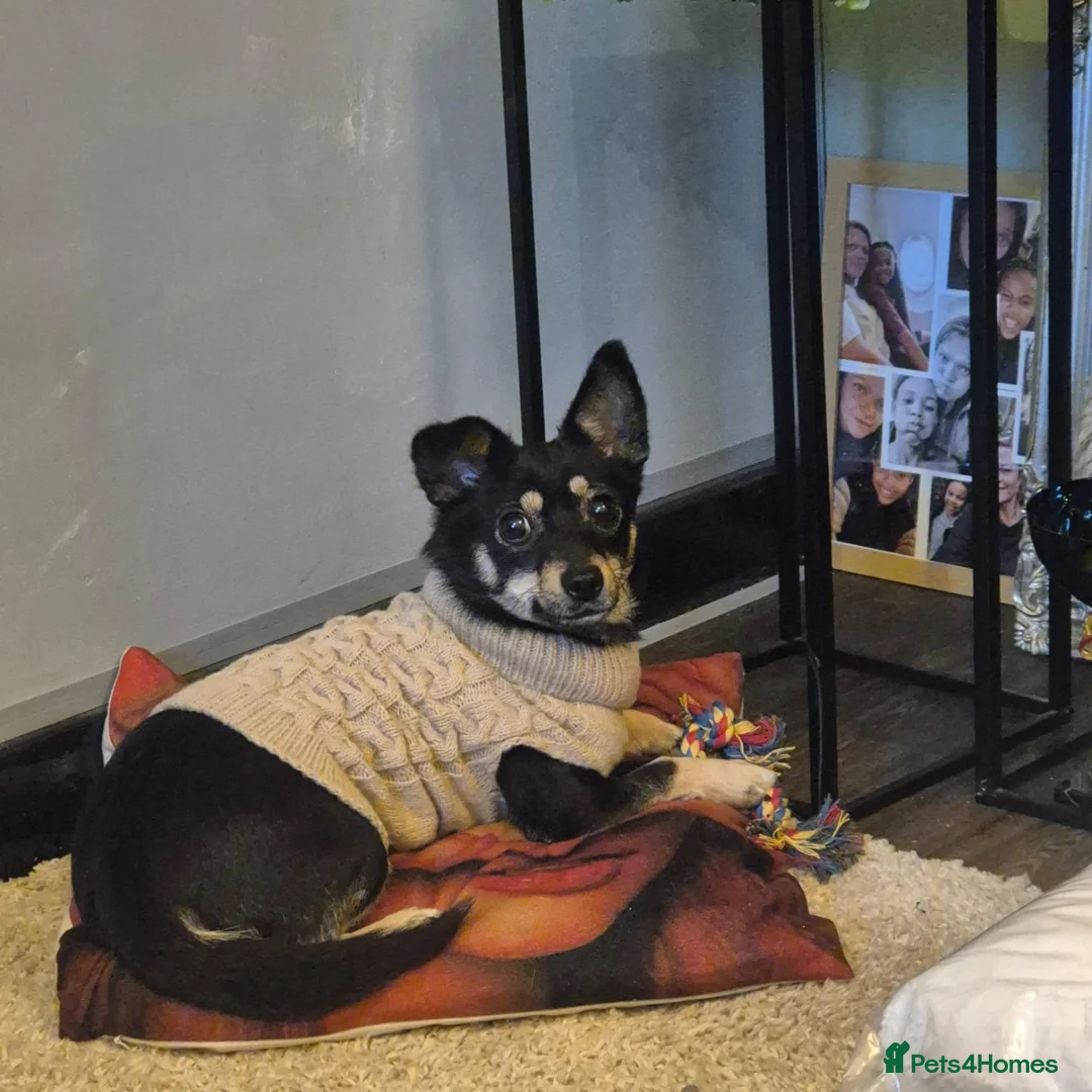 Jack Chi dogs for sale: 3 year old jack chi - Advert 1