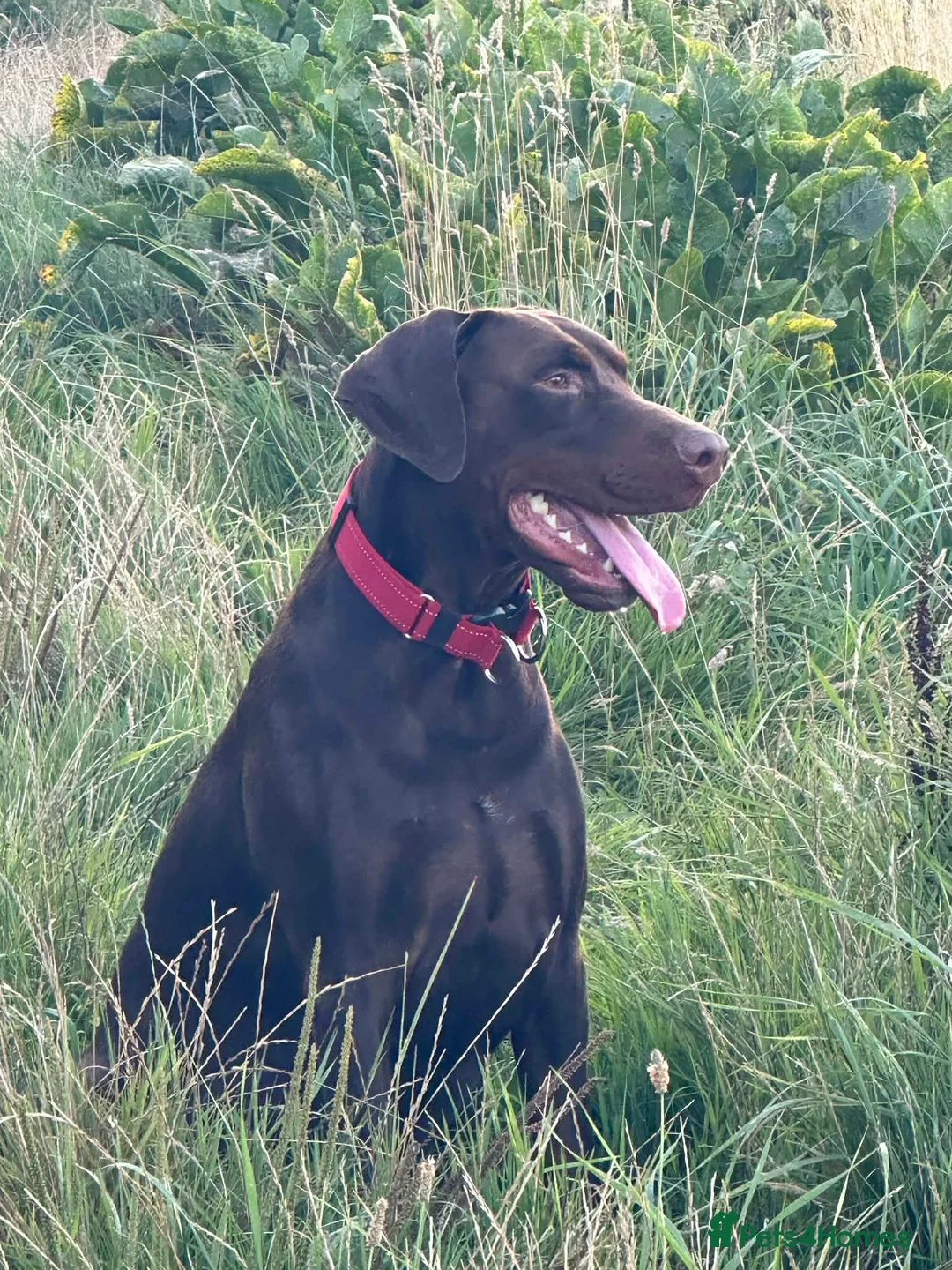 Dobermann dogs for sale: Selling my adult dogs  - Advert 9