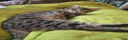 Domestic Shorthair cats for sale: Playful spotted tabby neutered, chipped vaccinated - Advert 2